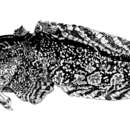 Image of Gulf Toadfish