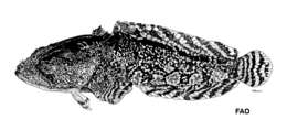 Image of Gulf Toadfish