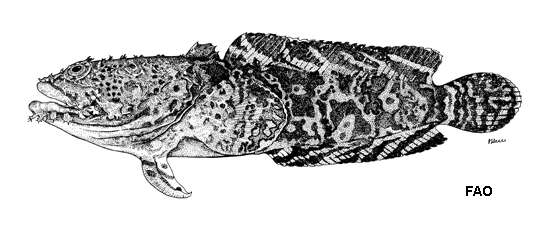 leopard toadfish