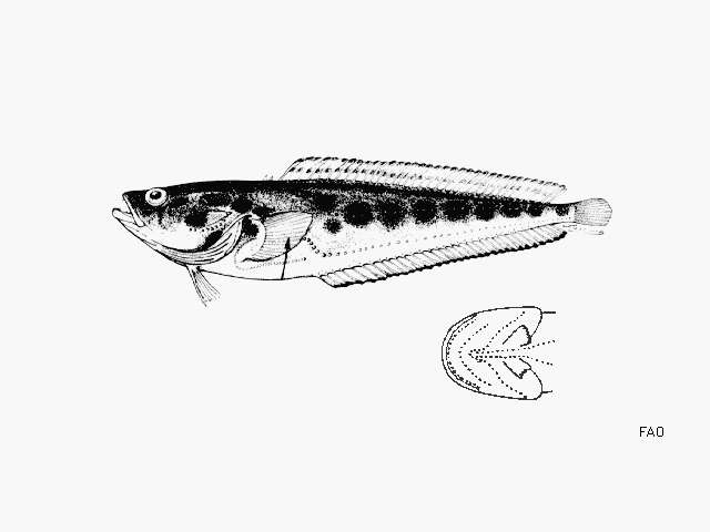 Слика од Porichthys plectrodon Jordan & Gilbert 1882