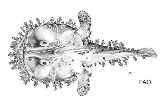 Image of Reticulate goosefish