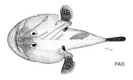 Image of Reticulate goosefish