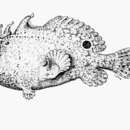 Image of Roughbar frogfish