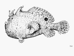 Image of Roughbar frogfish