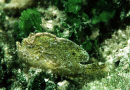 Image of Dwarf Frogfish