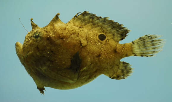 Image of Singlespot Frogfish