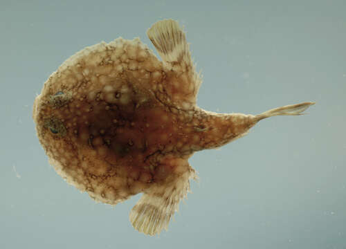 Image of Halieutichthys