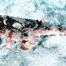 Image of Roughback Batfish