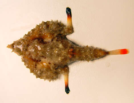 Image of Roughback Batfish