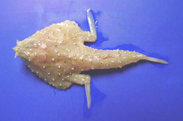 Image of Tricorn batfish