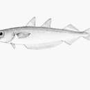 Image of blue whiting