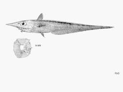 Image de Coelorinchus occa (Goode & Bean 1885)