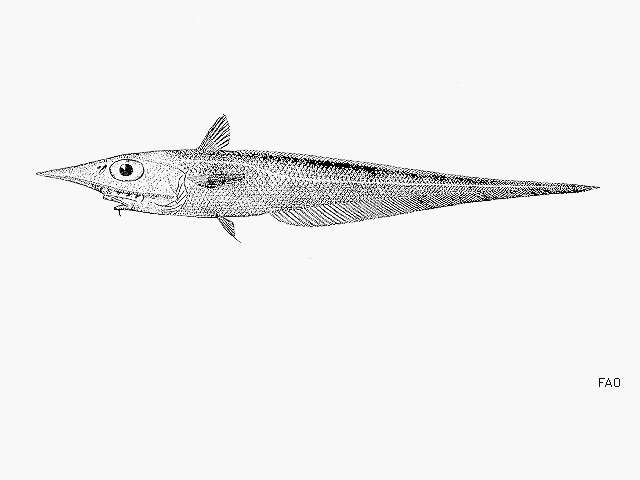 Image de Coelorinchus occa (Goode & Bean 1885)