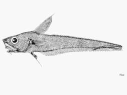 Image de Nezumia sclerorhynchus (Valenciennes 1838)