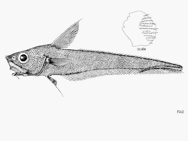 Imagem de Nezumia sclerorhynchus (Valenciennes 1838)