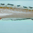 Image of Mottled cusk-eel