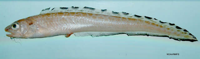 Image of Mottled cusk-eel