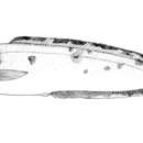 Image of Polka-dot cusk-eel