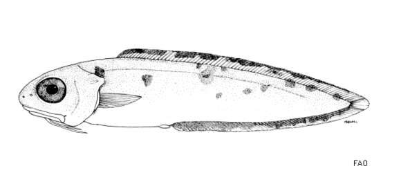 Plancia ëd Otophidium