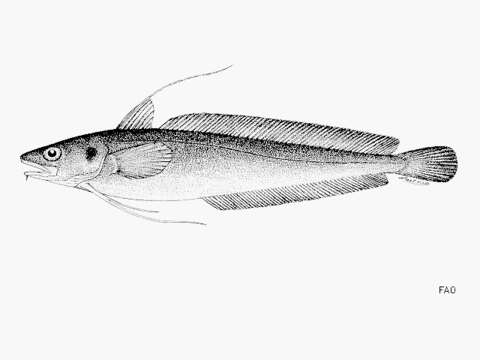 Слика од Urophycis chuss (Walbaum 1792)