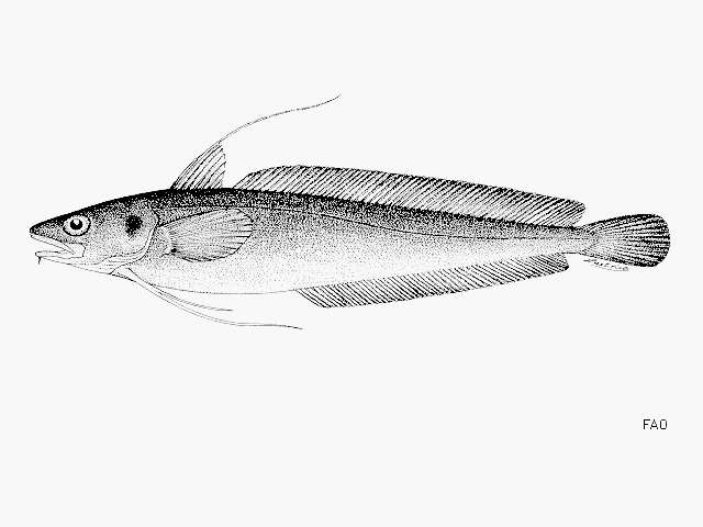 Image of Red hake