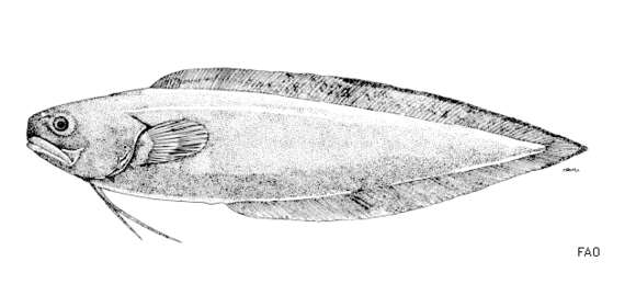 Image of Redfin brotula