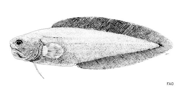Image of Stygnobrotula