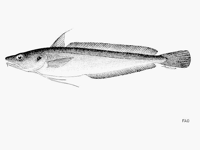 Image of White hake