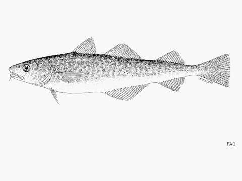 Image of Saffron cod