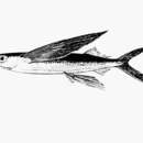 Image of Blotchwing flyingfish