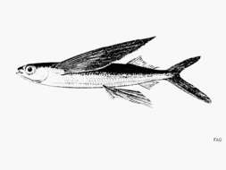 Image of Blotchwing flyingfish