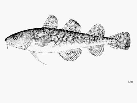 Image of Atlantic Tomcod