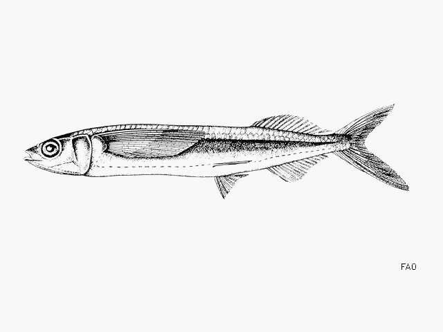 Oxyporhamphus similis Bruun 1935的圖片