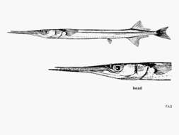 Image of California needlefish