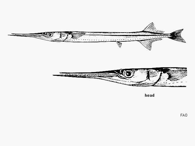 Image of California needlefish