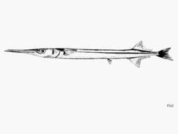 Image of California needlefish