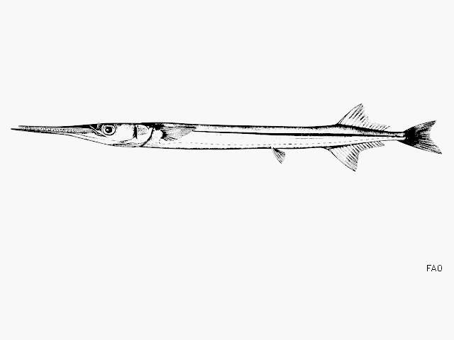 Image of California needlefish