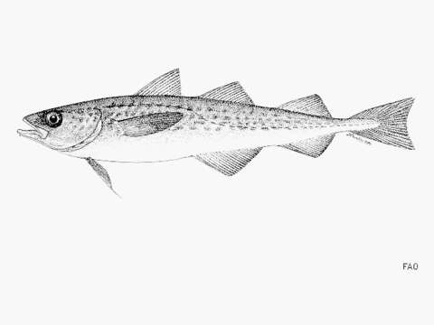 Image of Alaska pollock