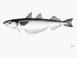 Image of Southern blue whiting