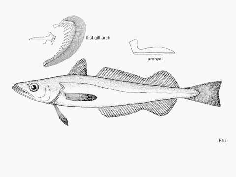 Image of Black hake