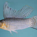 Image of Sailfin Molly