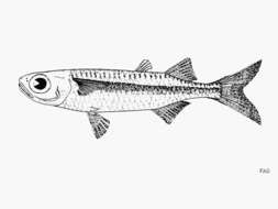 Image of Bristle Herring