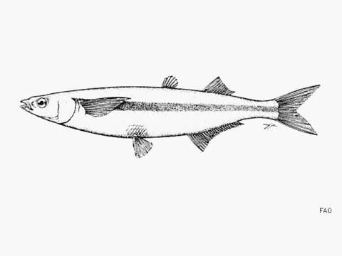 Image of Atherinopsis