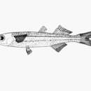 Image of Bullhead fry