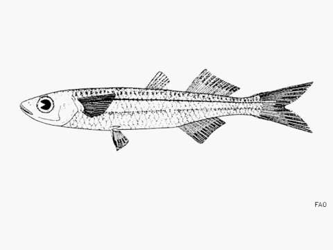 Image of Bullhead fry