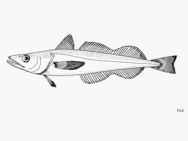 Image of South Pacific hake