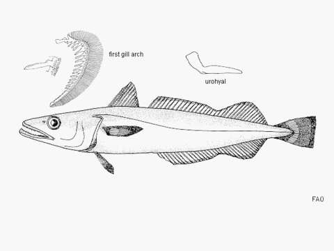 Image of Argentine hake