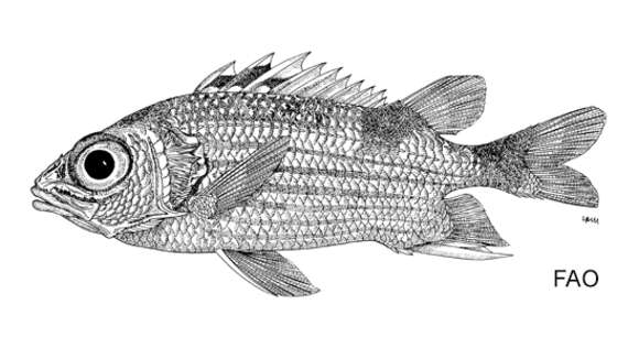 Image of Saddle Squirrelfish