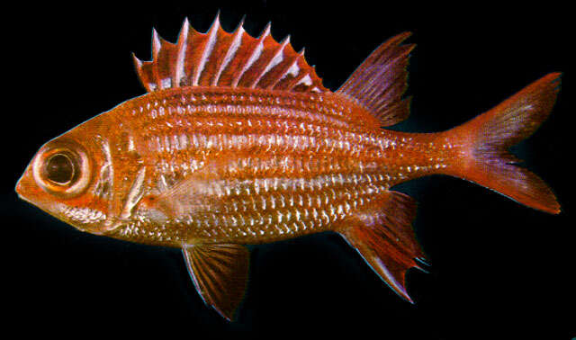 Image of Black-barred squirrel fish