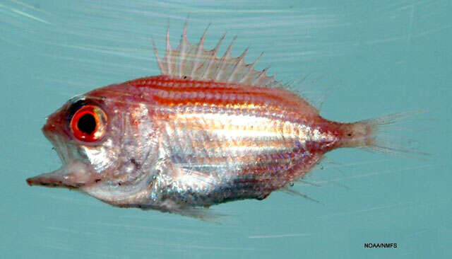 Image of Big-eye Soldierfish